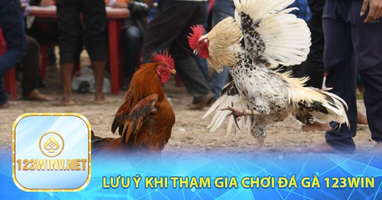 Lưu ý khi tham gia chơi đá gà 123win